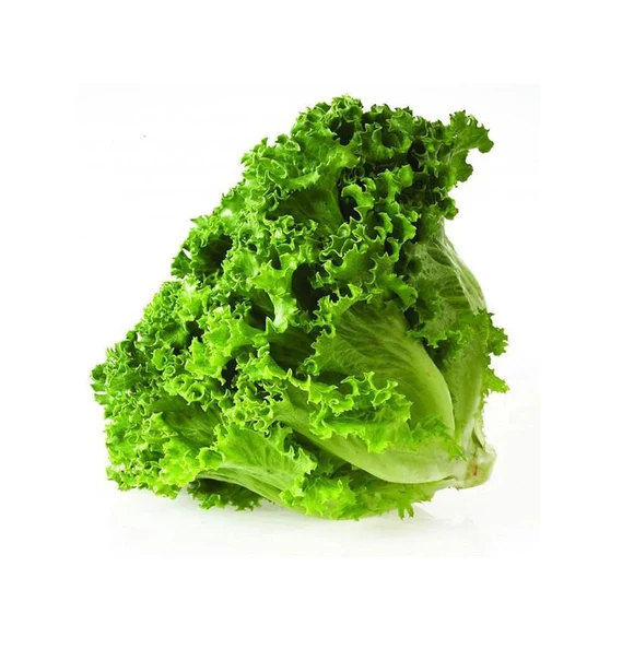 LECHUGA ITALIANA
